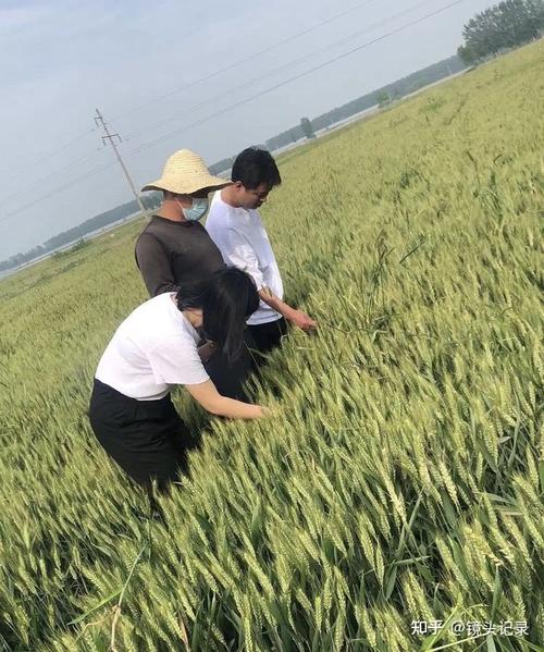 党建引领聚合力 科技赋能促丰收——组织党员、团员、青穗志愿者深入田间地头开展夏季新收获粮食产量质量调查